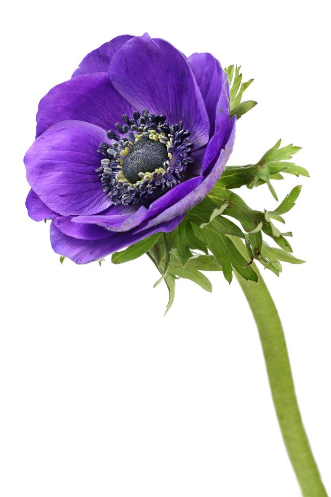 ANEMONAS PAQ envíos unicos miercoles y viernes