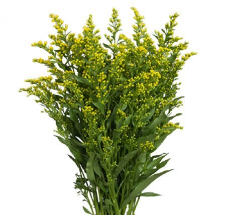 ASTER ( SOLIDAGO ) PAQ