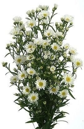 MONTECASINO ASTER BLANCO O LILA