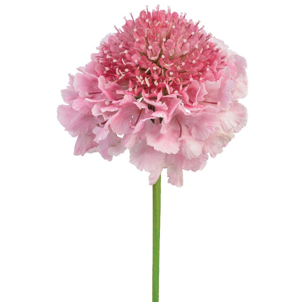 SCABIOSA PAQ
