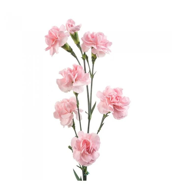 CLAVELLINAMINI CLAVEL SURTIDO PAQ