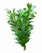 HOJA ROTA PAQ