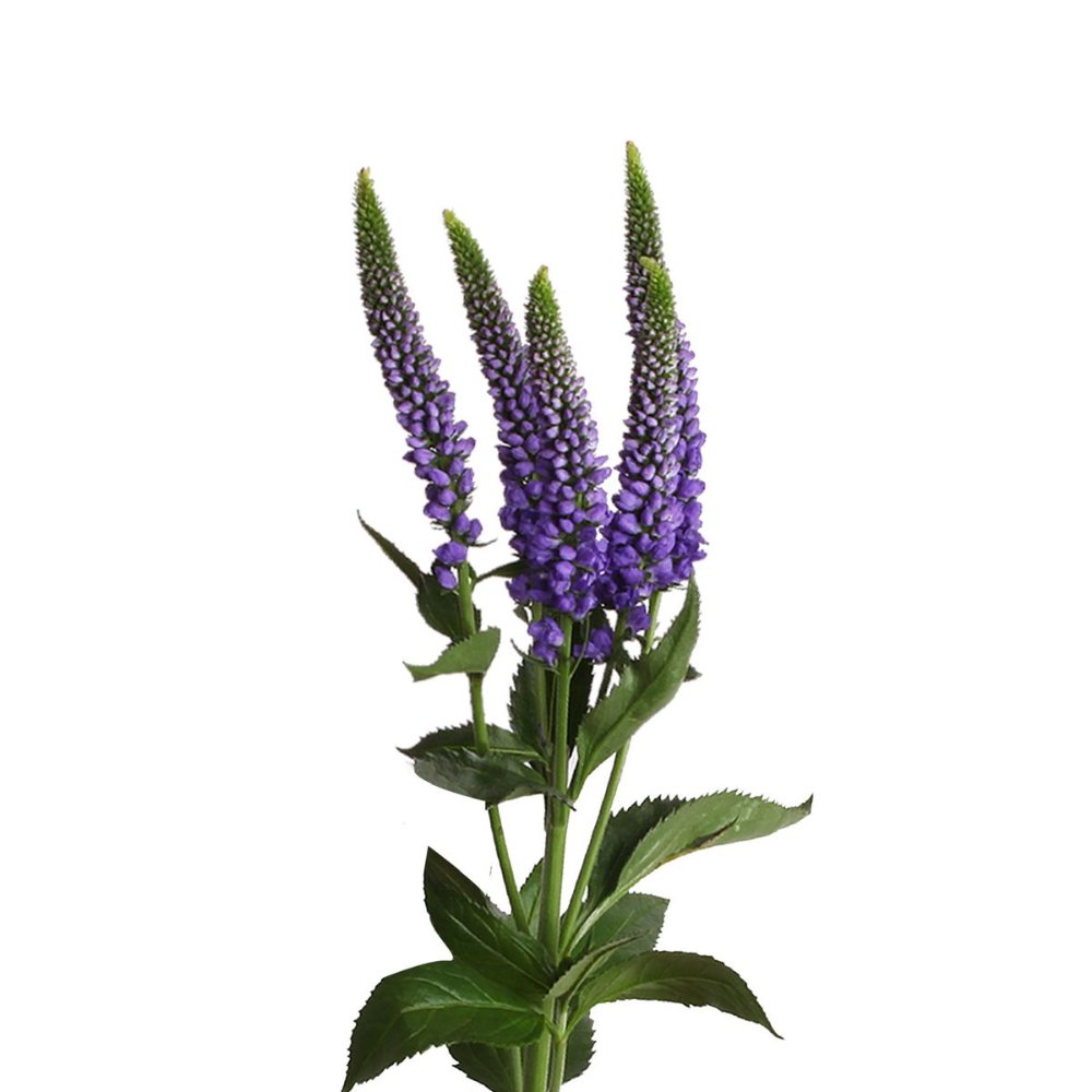 VERONICAS FLOR DE TEMPORADA EXCLUSIVA PAQ
