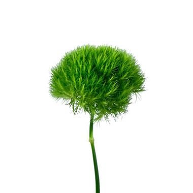 GREEN BALL PAQ