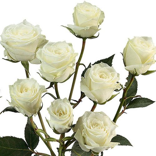MINI ROSA SPRY SURTIDA PAQ BLANCA