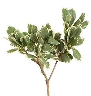 PHITOSPORIUM PAQ