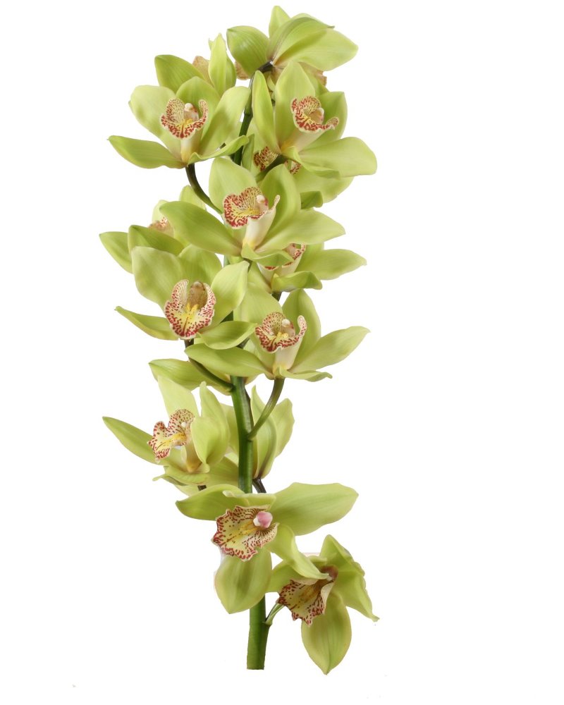 ORQUIDEA CYMBIDIUM