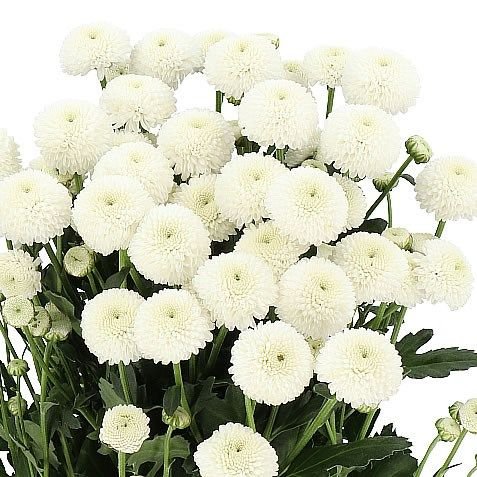 PINOQUIO BLANCO PAQ