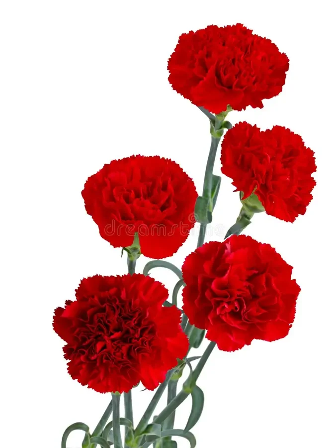 CLAVEL EXPORTACIÓN ROJO PAQ