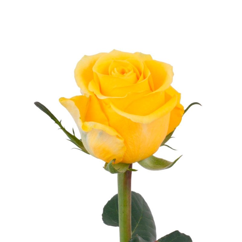 ROSA COLOR NACIONAL X 24 UND PAQ