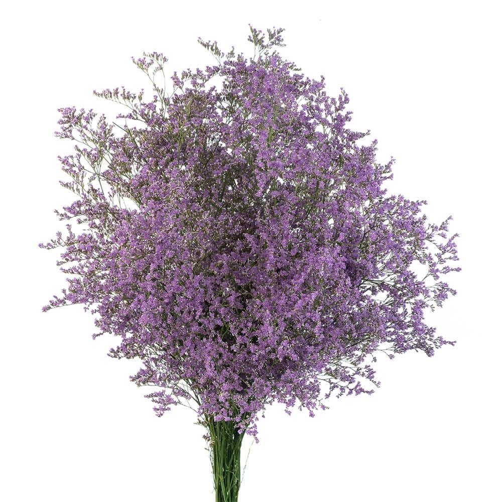 LIMONIUM SURTIDO PAQ