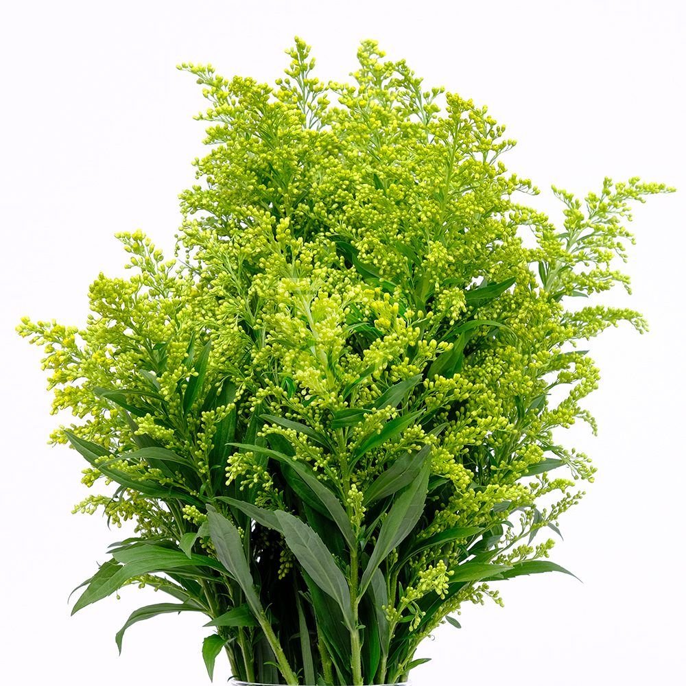 SOLIDAGO PAQ