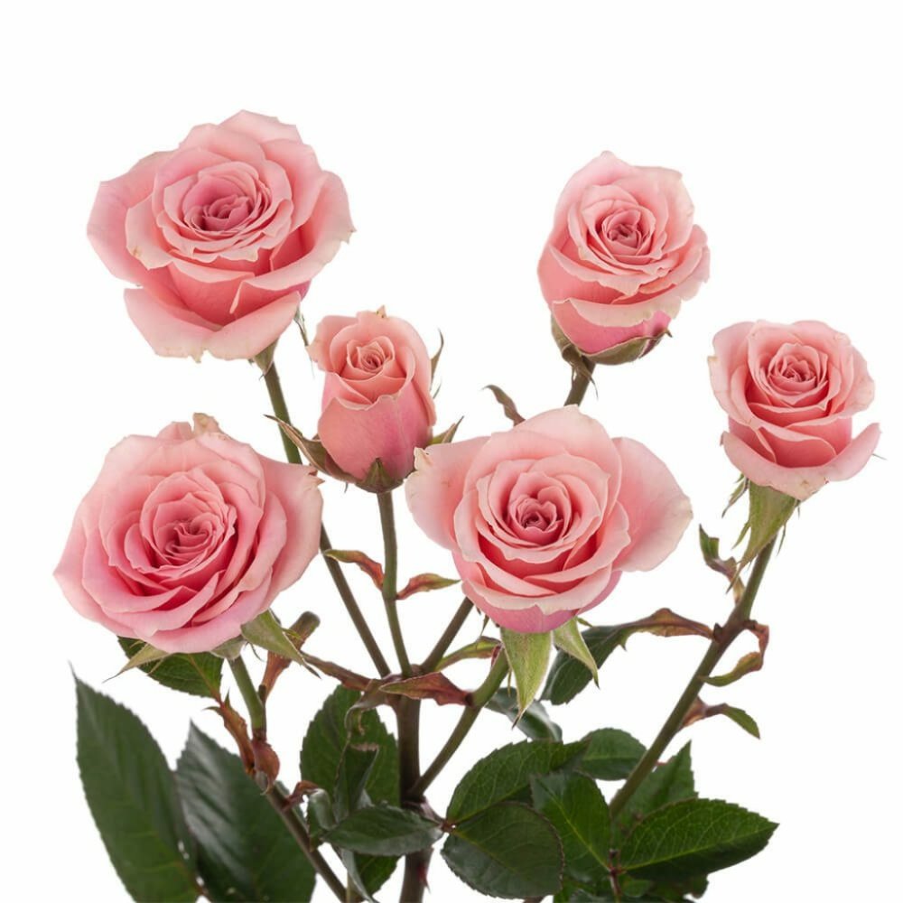 MINI ROSA SPRY SURTIDA PAQ COLOR