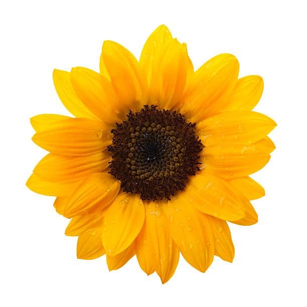 GIRASOL MINI PAQ