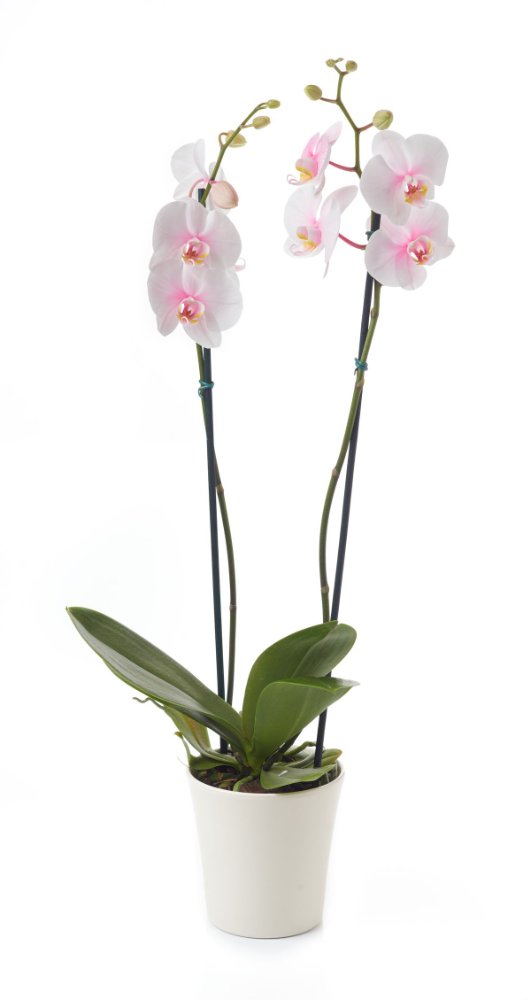 ORQUIDEAS PLANTA PHALAENOPSIS 2 VARITAS MEDIANA