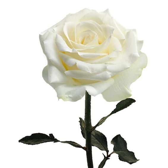 ROSA BAJAS EXPORTACIÓN BLANCA X 24 TALLOS PAQ