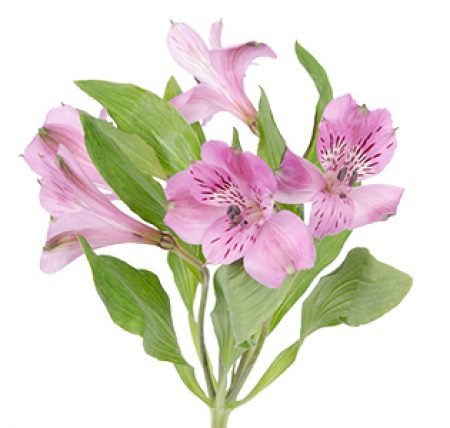 ASTROMELIA SURTIDA PAQ