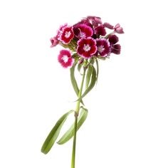 DIANTHUS CLAVEL CHINO SURTIDO PAQ