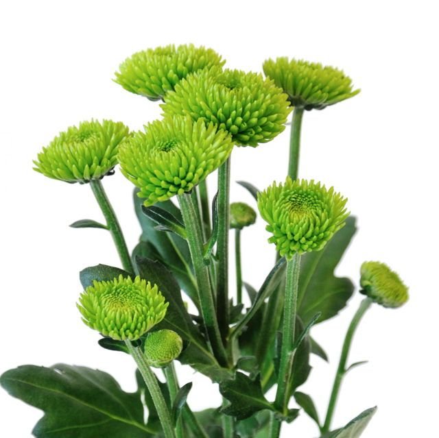 PINOQUIO VERDE PAQ