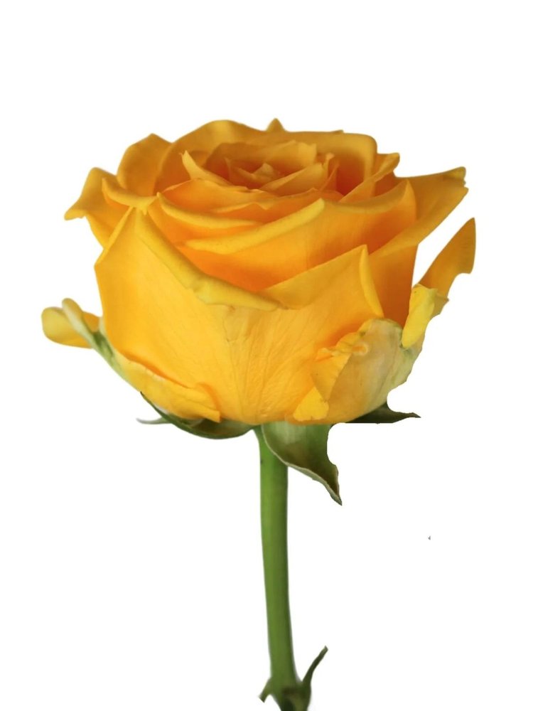 ROSA BAJAS EXPORTACION COLOR X 24 TALLOS PAQ