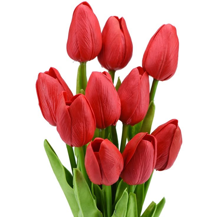 TULIPANES COLOR PAQ