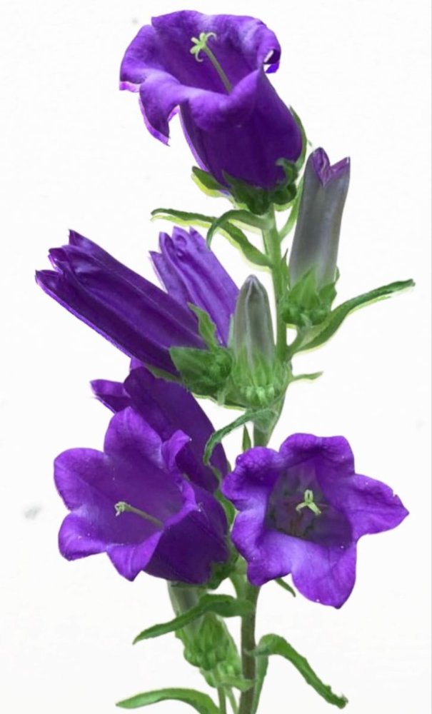 CAMPANULA VARIEDAD EXOTICA PAQ