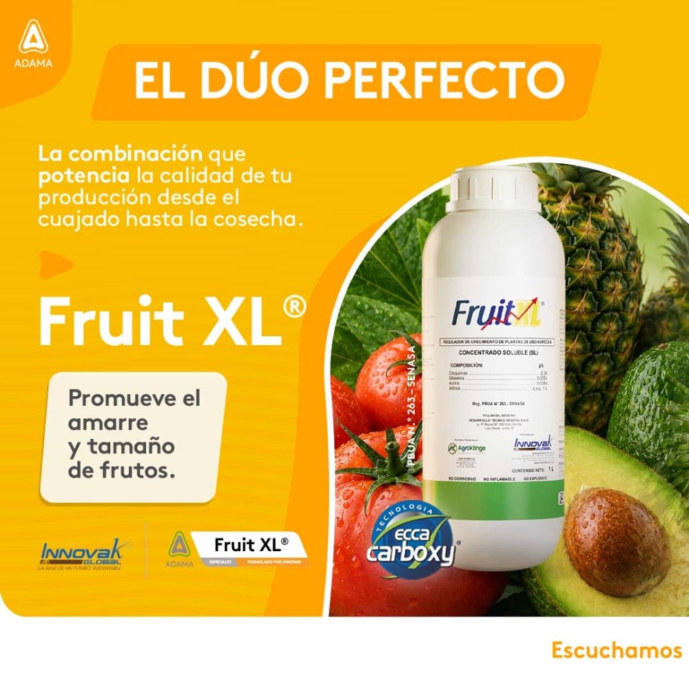 FRUIT XL