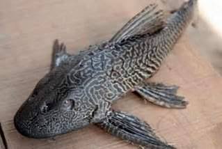 carachama entera fresca