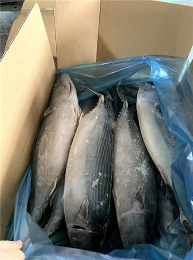 bonito congelado