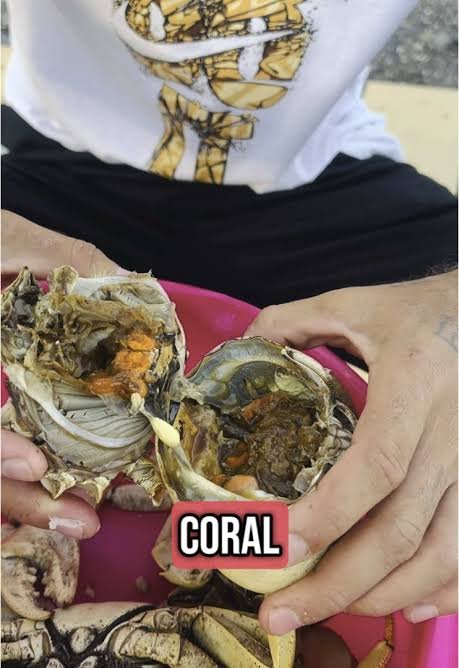 coral de cangrejo fresco
