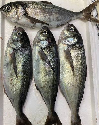 cojinova fresca (pequeños)