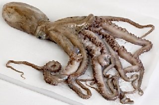 pulpo entero fresco