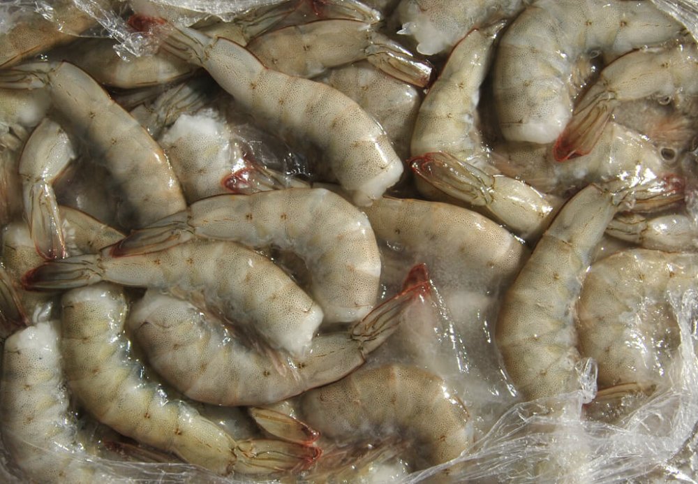 langostino fresco (medianos)
