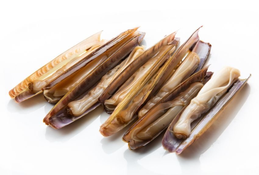 navajas de mar frescas