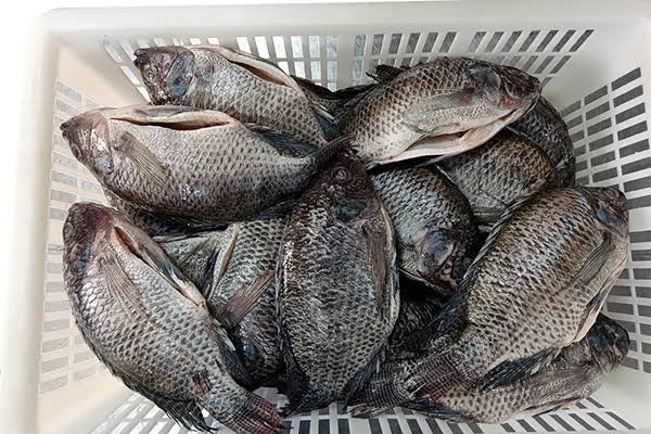 tilapia entera fresca(mojarra)