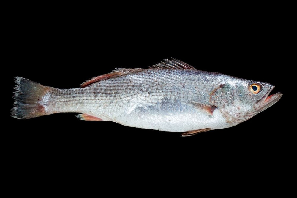 corvina(pequeña)entera fresca