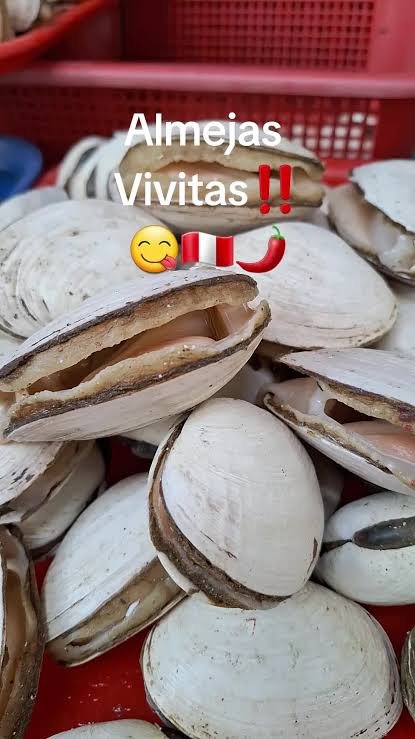 almeja fresca