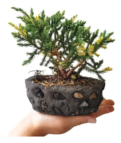 Bonsai pino san jose