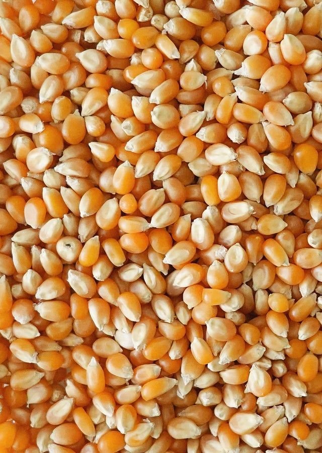 maiz de palomitas kilo