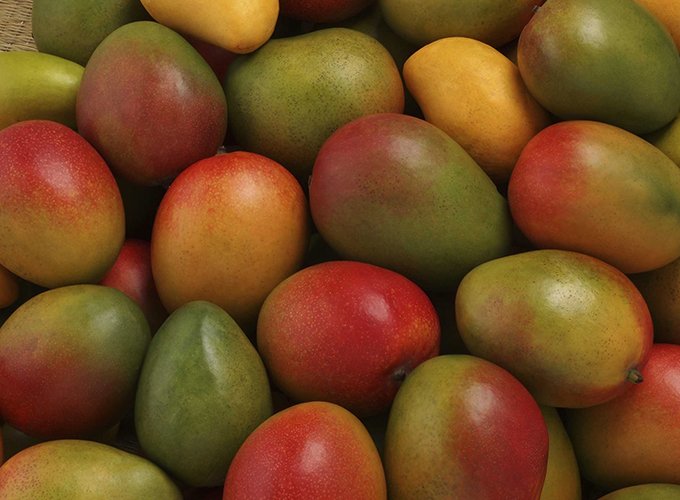 MANGO EXPORTADO FRESCO