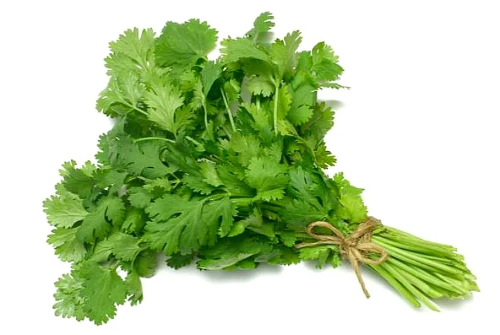 CILANTRO  FRESCO