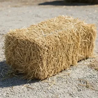 PACA