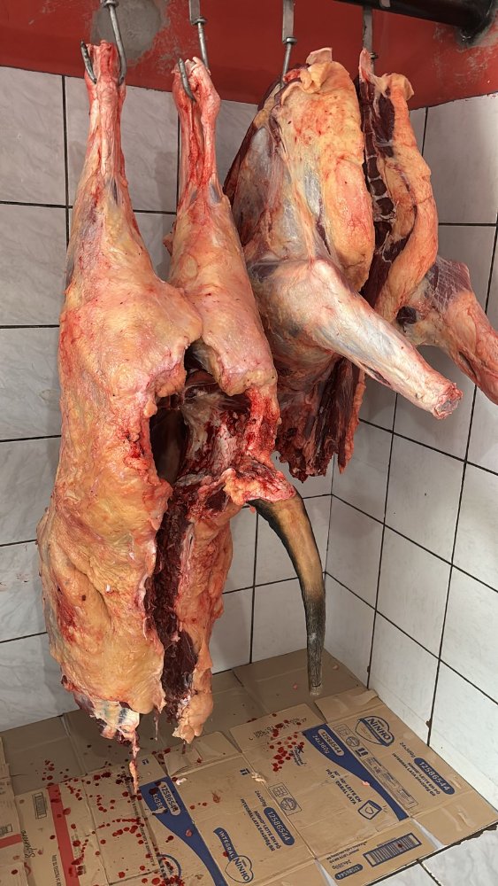Carne 1: