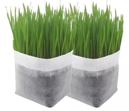 Hierba gatera planta