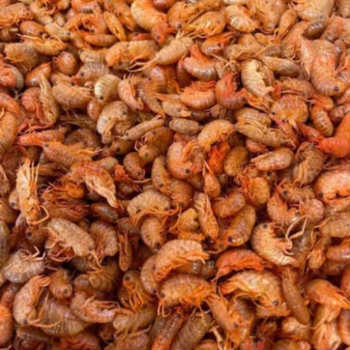 PULGAS PARA TORTUGAS 20 GRS