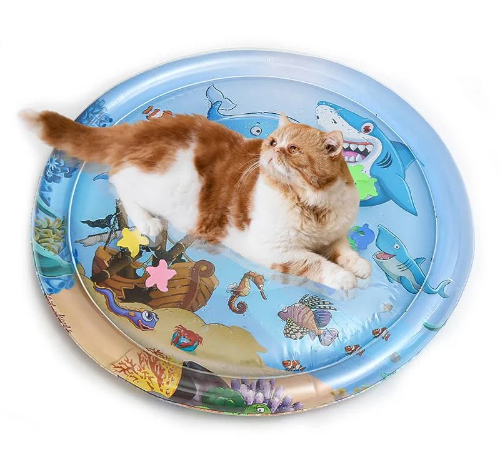 PISCINA GATO CON AGUA