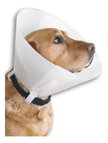 CUELLO ISABELINO