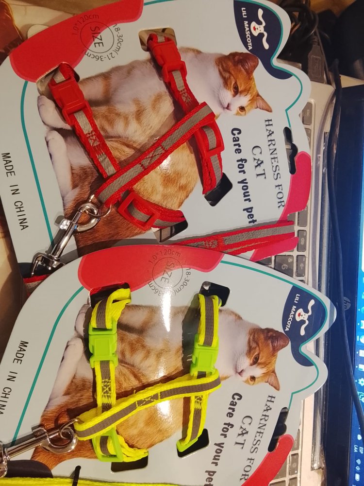 ARNES COLORES FLUORECENTES GATO