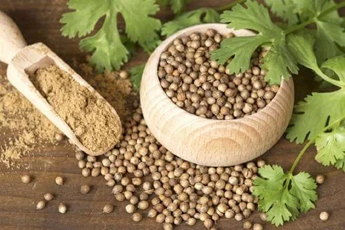 SEMILLAS DE CILANTRO A GRANEL