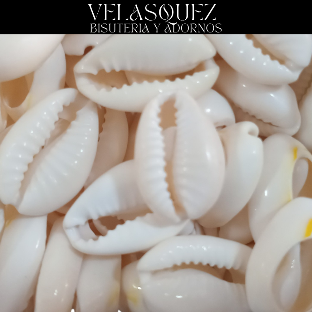 CONCHA COWRIE BLANCO
